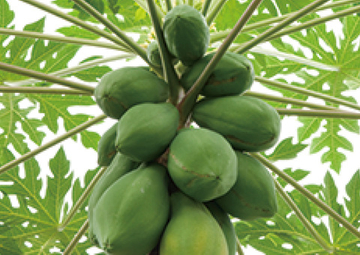 酵素(パパイン酵素)