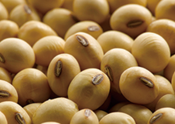 ダイズエキス(イソフラボン)