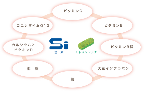 ミトコンドリアとは