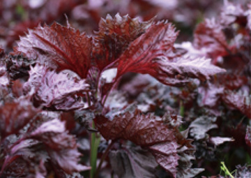 シソ葉エキス