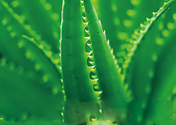 アロエベラ葉エキス